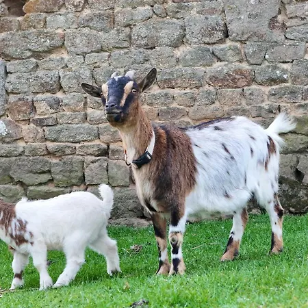Maison Traditionnelle Restauree - Animaux Acceptes, Wifi, Jardin Clos - Fr-1-497-167 *